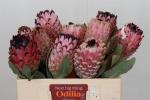 Vollsortiment - Protea magnifica
